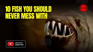 10 Fish You Should Never Mess With Number 1 Will Shock You [upl. by Arimlede]