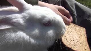 White Flemish Giant Bunny Rabbit [upl. by Ella]