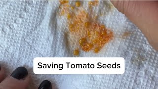 Saving Tomato Seeds An Alternative Way From the Fermentation Method [upl. by Eidarb]