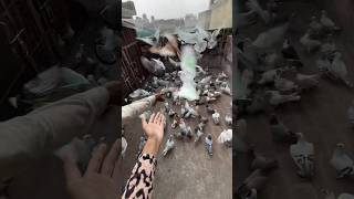 Aada zinda aada mara hua pet mila 😢pigeon shorts cat dog pets minivlog kabutar birds [upl. by Oshinski]