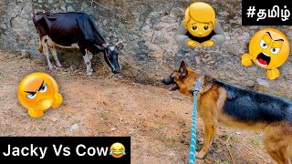 Jacky VS Cow  Funny video💃🏼😂  Jacky the German Shepherd [upl. by Ennairac434]