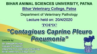 quotContagious Caprine Pleuro Pneumoniaquot By Dr Deepak Kumar Dept of Pathology BVC [upl. by Marijo]