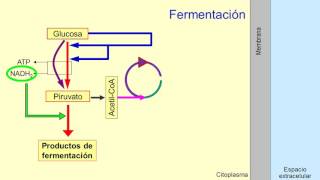 Metabolismo microbiano 05 Quimioorganotrofos fermentadores [upl. by Dnomayd]