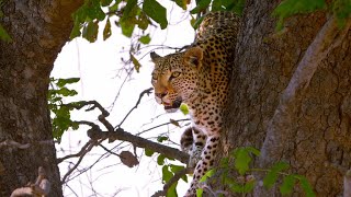 This Female Leopard is About to Lose Her HardEarned Kill [upl. by Anirac]