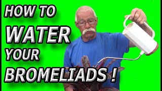 How To Water Your Bromeliads [upl. by Prady966]