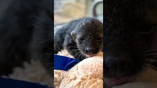 Binturong Kit binturong facts mammals [upl. by Amerigo452]