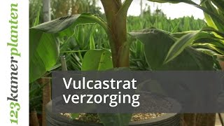 Vulcastrat verzorging ideaal voor jouw kamerplant  123kamerplanten [upl. by Ralyat668]