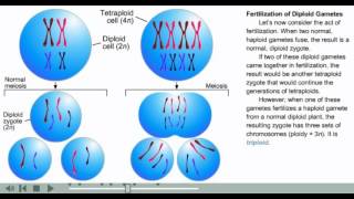 Aneuploidy and polyploidy animation [upl. by Joscelin119]