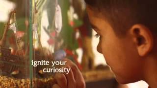 TV Commercial  PetSmart Fish Friends  Ignite Your Curiosity  Inspired By Pets [upl. by Jojo]