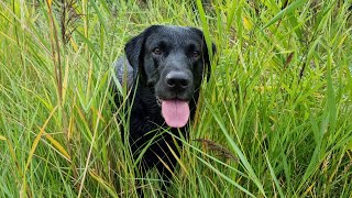 Labrador Retriever Duggan in beeld  Inspiratie  Apporteren [upl. by Ailssa]