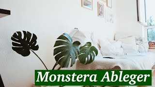 Monstera Ableger schnell und einfach selber machen I Pflanzen Ableger I 2020 [upl. by Ennove693]