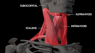 An InDepth Look at the Anatomy of Neck Muscles [upl. by Hahsia]