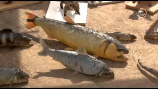 Taxidermia trabalha educação ambiental em Campo Grande [upl. by Ayotnahs]