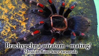 Brachypelma auratum  Mexican flame knee tarantula breeding  Tarantulas for sale in Ireland [upl. by Nallak130]