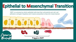 Epithelial to Mesenchymal Transition  EMT  Molecular mechanism of EMT  significance of EMT [upl. by Amos]