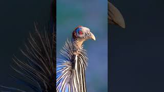 The vulturine guineafowl or Royal guineafowl bird birdsphotography guineafowl [upl. by Nodanrb]