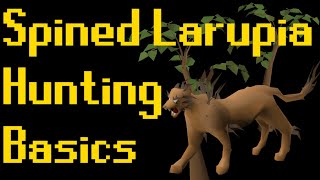 Basic Spined Larupia Hunting Guide 2020 OSRS [upl. by Orlosky137]