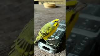 Yellowfronted Canary or Green Singing Finch  Serinus mozambicus tamemozambique [upl. by Drugge]