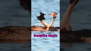 Grebes 🦢🌊Discover the Master Divers of the Water World shotrs wildlifeBIRDS [upl. by Dahc]