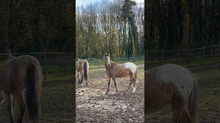 Vlog de poulain partie 2 sur 2 🩷🐴 cheval poney equitation poulain animal cuteanimals [upl. by Llovera]