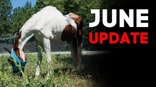 June  The Emaciated Horse  62322 Update [upl. by Berthoud585]