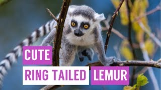 Cute Baby Ring Tailed Lemur Compilation [upl. by Nirrek]