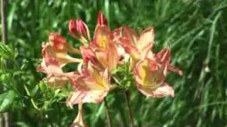 How to Grow Deciduous Azaleas [upl. by Nonac]