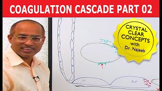 Coagulation Cascade  Part 212 [upl. by Gearard]