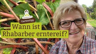 Wann ist Rhabarber erntereif Wie du erkennst ob du deinen Rhabarber ernten kannst [upl. by Ferrigno]