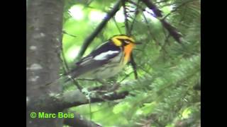 Paruline à gorge orangéeBlackburnian Warbler [upl. by Habeh]