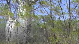 Baobab trees in Australia [upl. by Jerrome775]