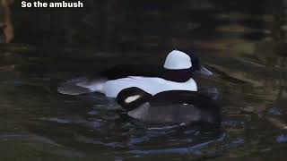 Bufflehead Duck “Rough” Courtship Ritual [upl. by Nemzzaj50]