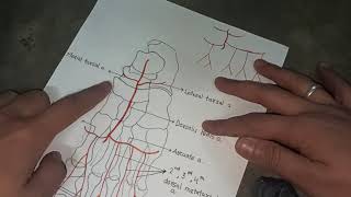 Dorsalis Pedis Artery [upl. by Greysun527]