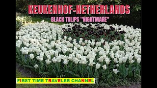 KEUKENHOF BLACK TULIPS quotNIGHTMAREquot  FIRST TIME TRAVELER CHANNEL [upl. by Nahtanha]