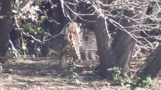 Jaguar Hunting White Lipped Peccary [upl. by Ardys]