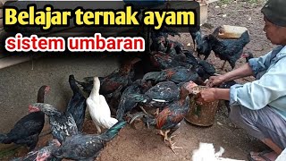 BELAJAR TERNAK AYAM  SISTEM UMBARAN [upl. by Mickelson88]