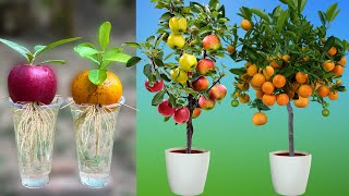 How to grow apples and oranges from their fruit in plastic bottles  How to grow fruit [upl. by Lleira]