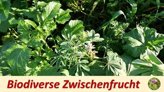 Biodiverse Zwischenfrucht im November [upl. by Norby]