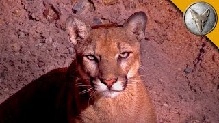 A Day at the Arizona Sonora Desert Museum [upl. by Ahsitam270]