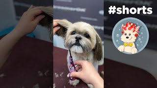 Grooming a Shih Tzu [upl. by Auqeenwahs89]