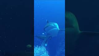 Know Your Whitetip Shark scubadiving shark pelagic [upl. by Dlopoel]