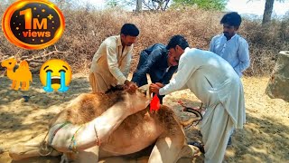 camel control🐪😭  camel Nose ring viralvideos [upl. by Narret]