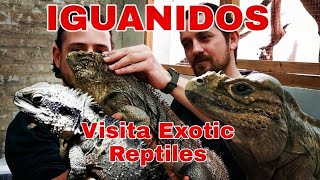 Visitando a Exotic Reptiles Expertos en iguanidos Y conociendo a Roky la Joya de la corona [upl. by Gilges]