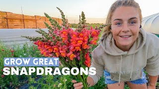 How to Grow Snapdragons as Cut Flowers  From Seed to Harvest [upl. by Waldo]