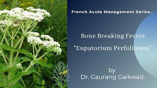 Eupatorium PerfoliatumBone Breaking FeversFrench Acute Management Series [upl. by Elleda]