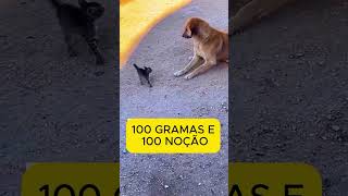 GATINHO SEM NOÇÃO shorts memesgatos memes cat gatosmemes cachorro cachoro pets cachorrao [upl. by Seessel]