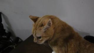 A 13yearold male cat still has diabetes mellitus 3 months after seizures [upl. by Enialehs]