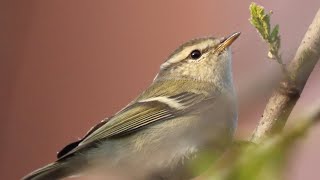 Humes Leaf Warbler Video Credit Ravi Dumpala [upl. by Nissensohn722]