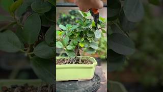 Ficus Microcarpa Bonsai Pruning [upl. by Salohci]