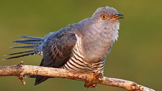 Bird sounds – Common cuckoo Cuculus canorus [upl. by Nerro102]